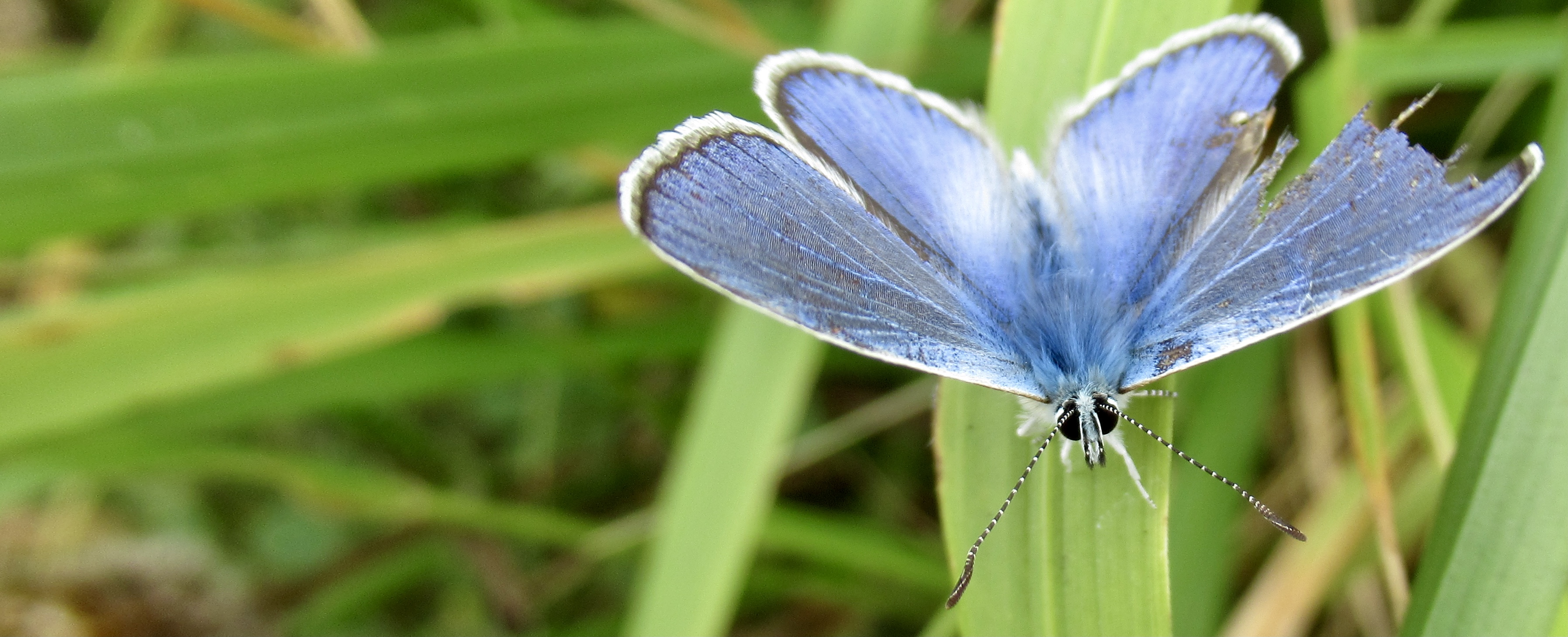 mariposa con ala rota, observada en sesión de mindfulness en Picos de Europa, Liébana, Cantabria