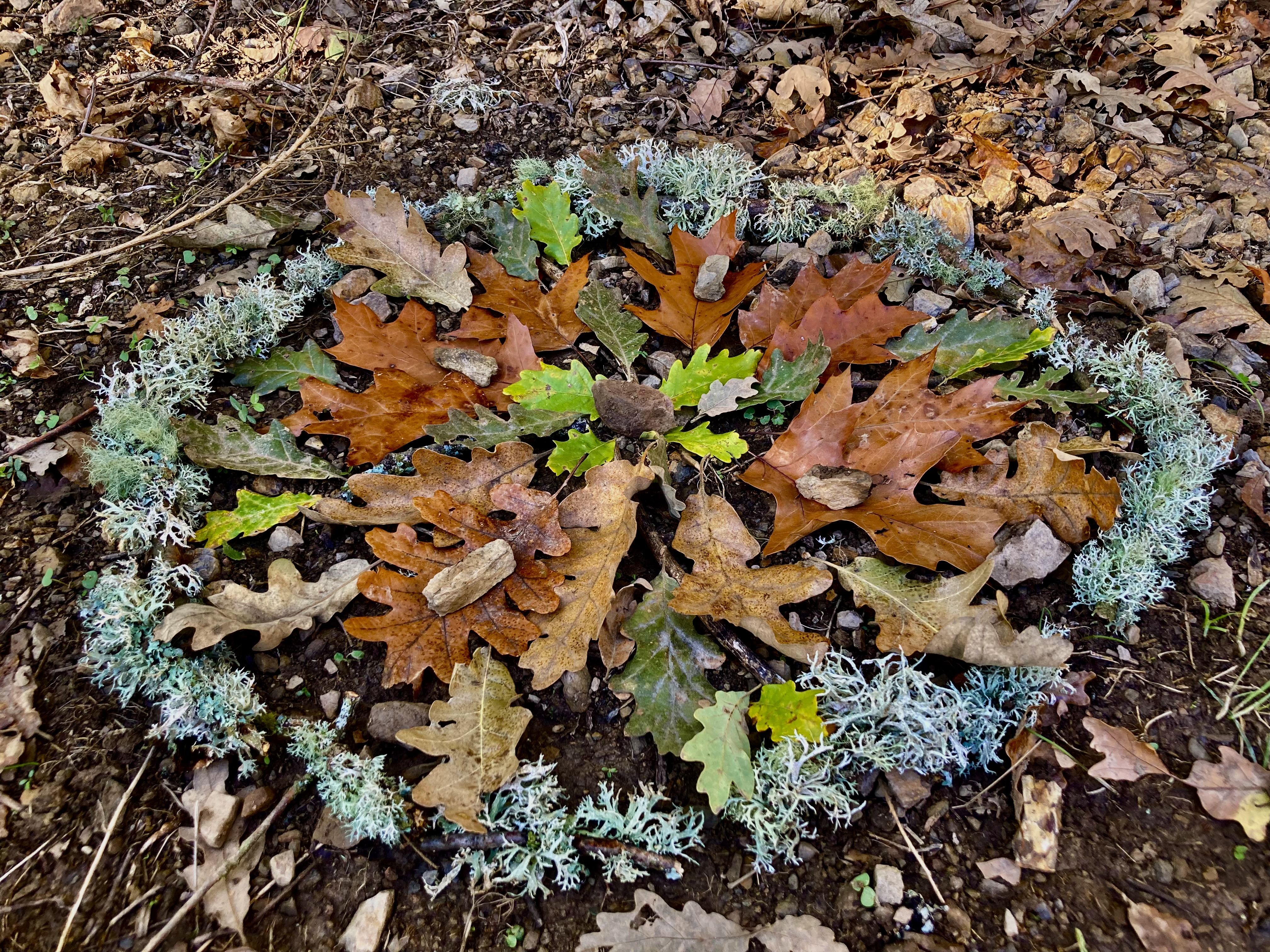 Mandala con elementos del baño de bosque realizado en Picos de Europa, Liébana, Cantabria