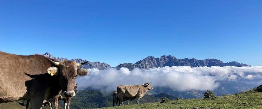 Vacas pastando en sendero en Picos de Europa, Liébana, Cantabria